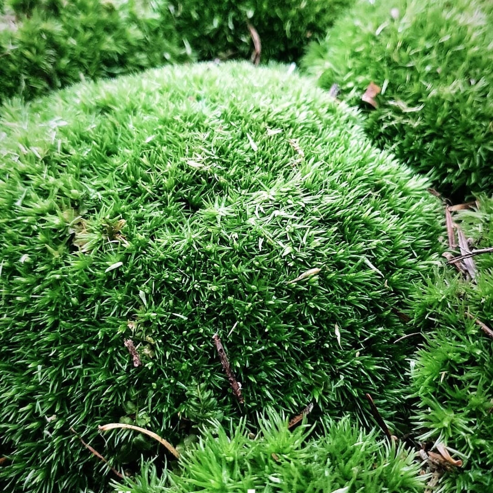 NLS Fresh Moss - Leucobryum Ball Moss