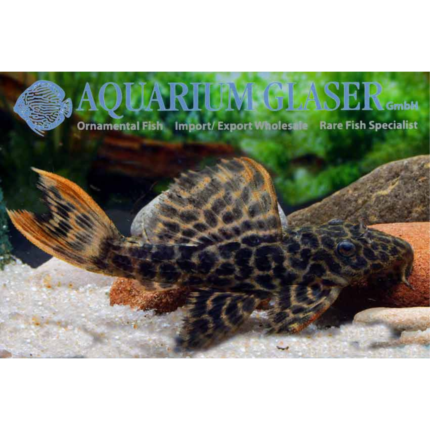 Bubba's Fishs L114 Pseudacanthicus leopard 3-4cm