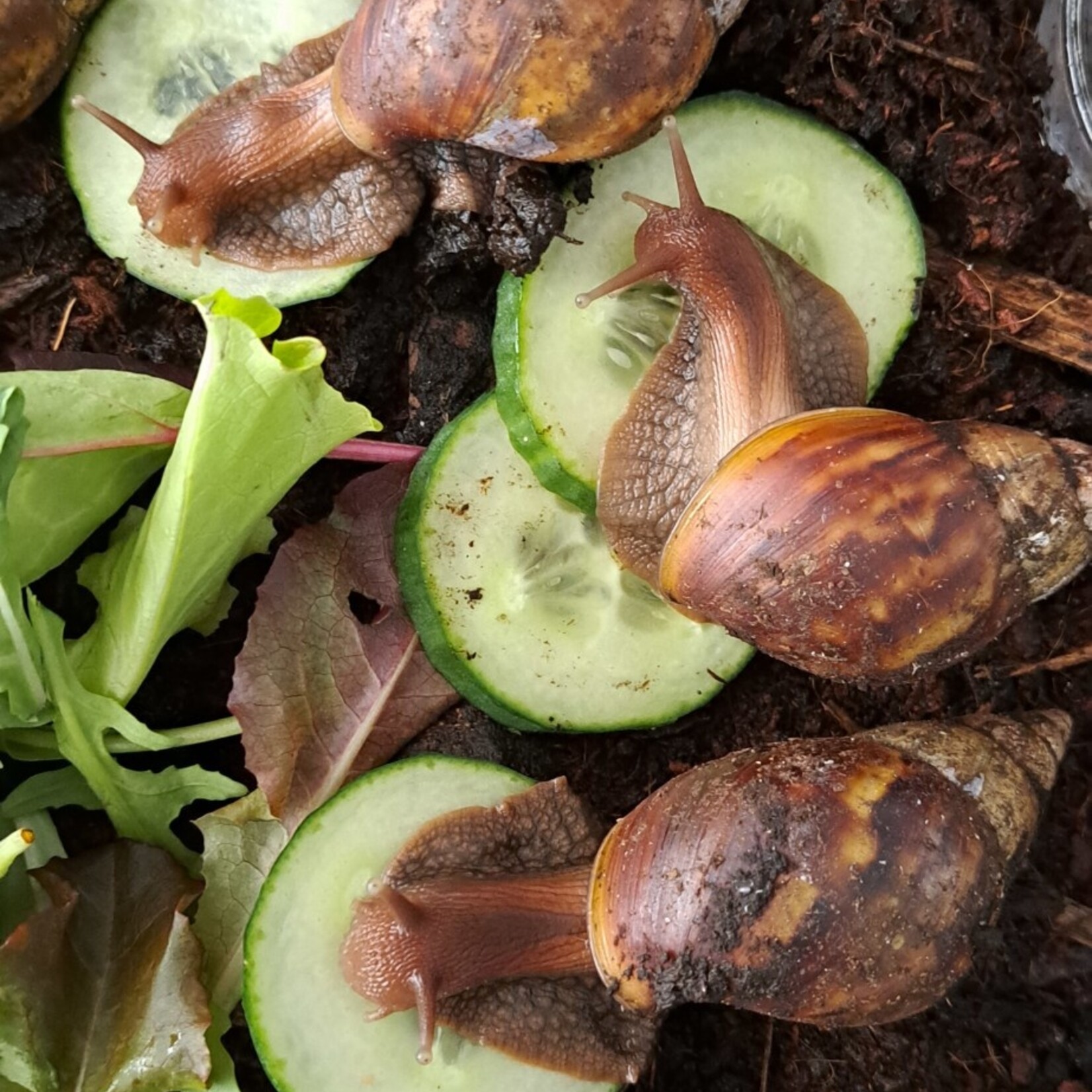 Escargots Achatina sp. - Giant African snail