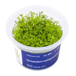 Plantes InVitro Myriophyllum mattogrossense