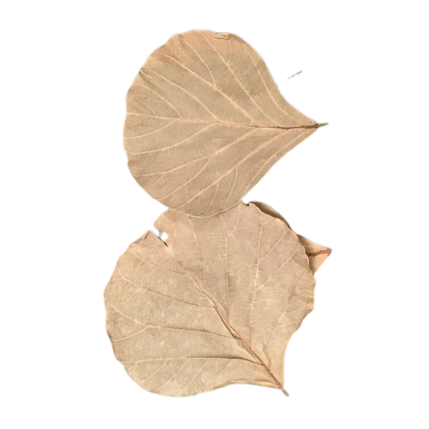 Produits naturels Velvet Leaves - Cobra x5 (Butea monosperma)