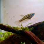 Gouramis