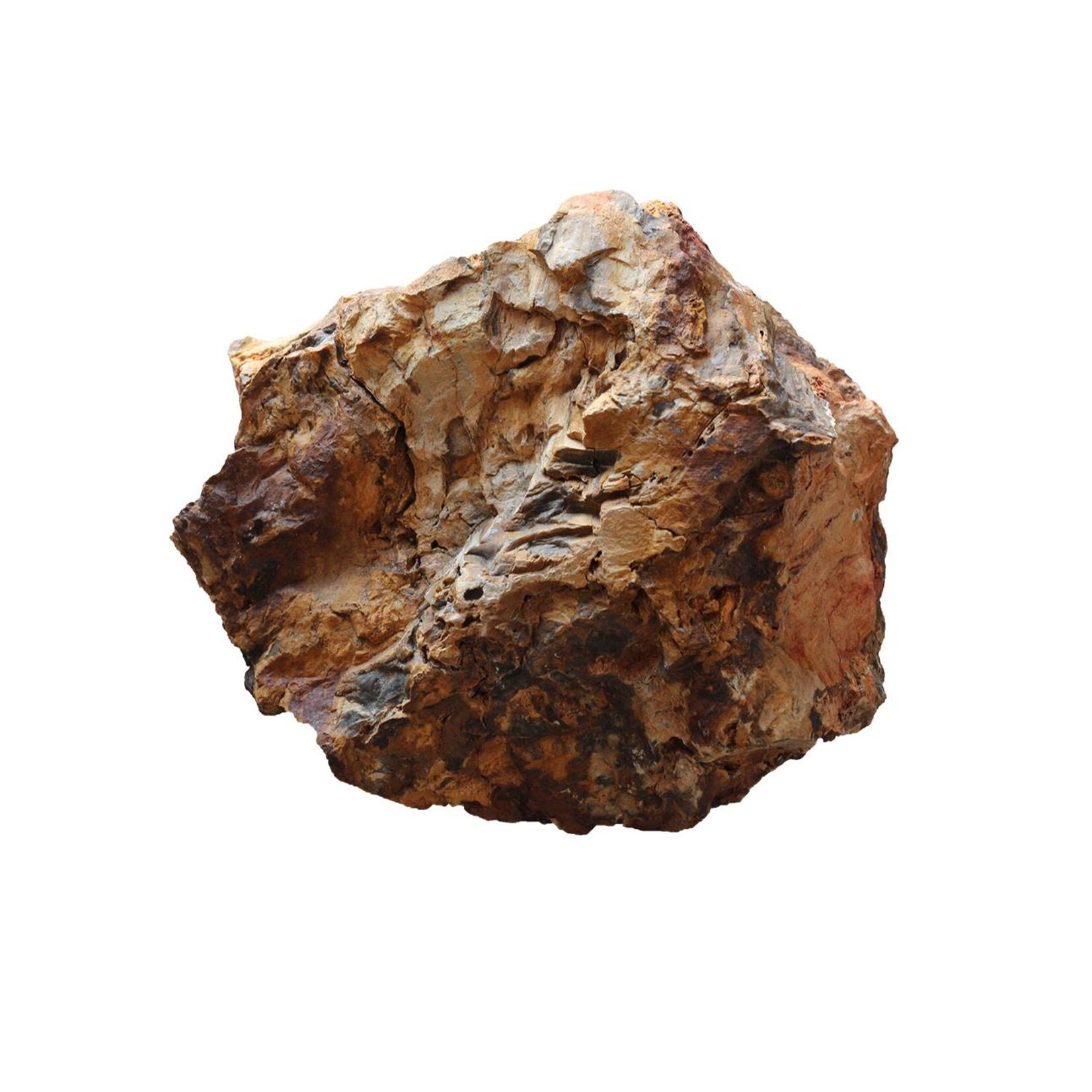 Bois fossilisé - Fossilized Wood Vrac (100gr)