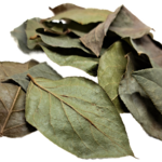 Produits naturels Salal - Gaultheria-sjalon