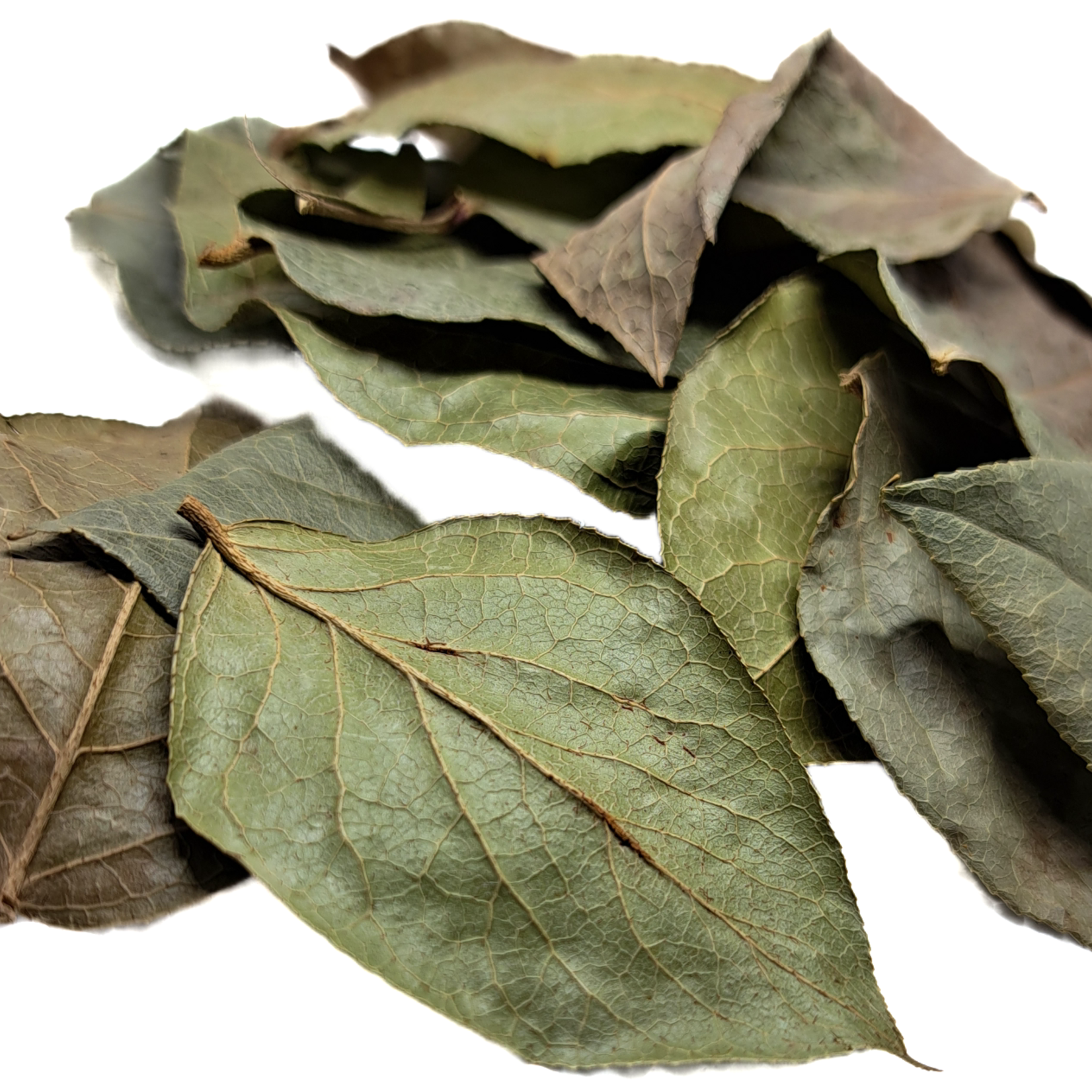 Produits naturels Salal - Gaultheria shallon +-10 feuilles