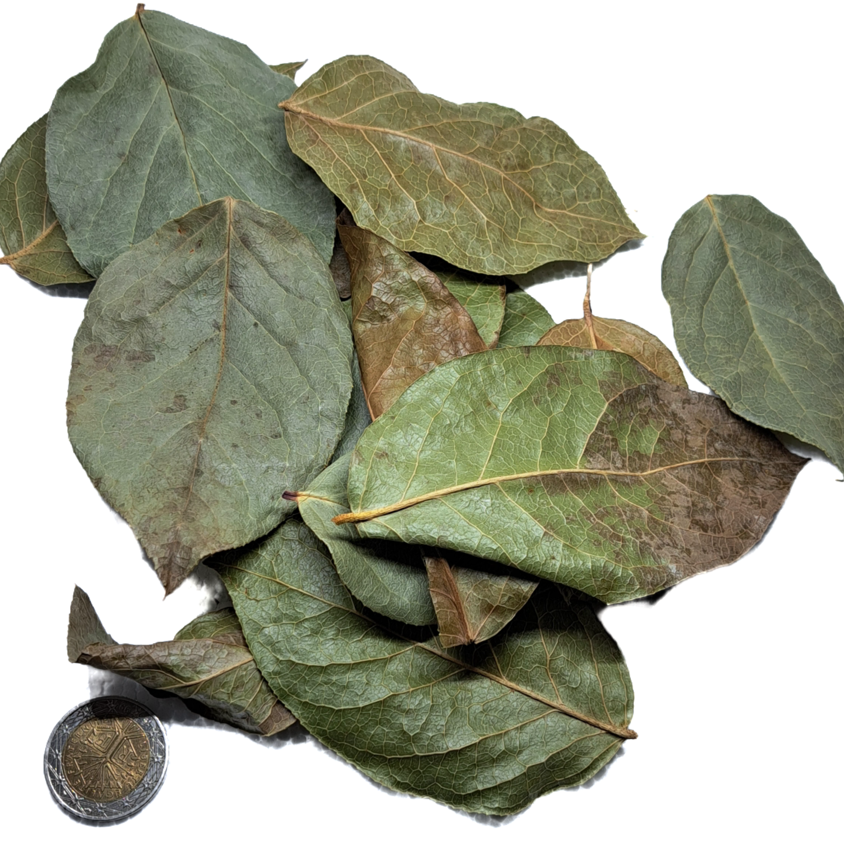 Produits naturels Salal - Gaultheria shallon +-10 feuilles