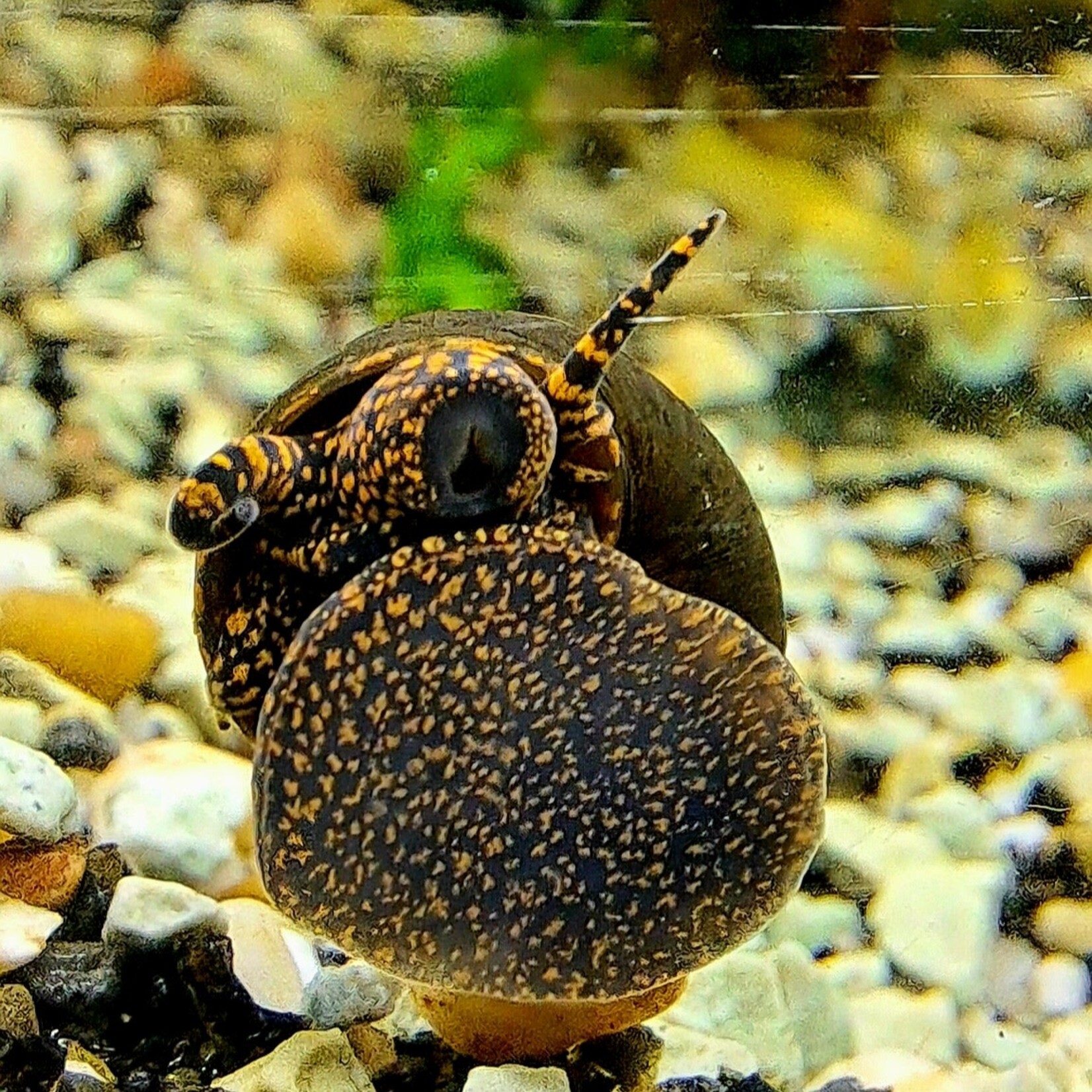 Bubba's Snail Notopala sp. Orange Spotted