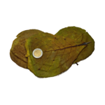 Produits naturels feuilles de catappa verte (3pcs)