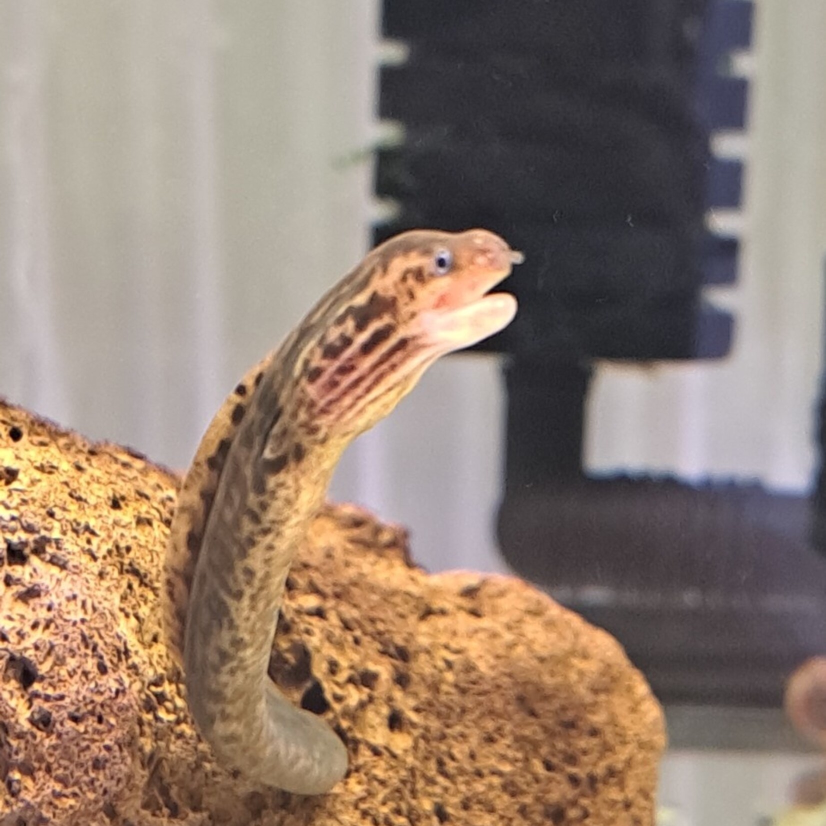 Bubba's Fishs Gymnothorax polyuranodon - Murène d'eau douce - Anguille léopard