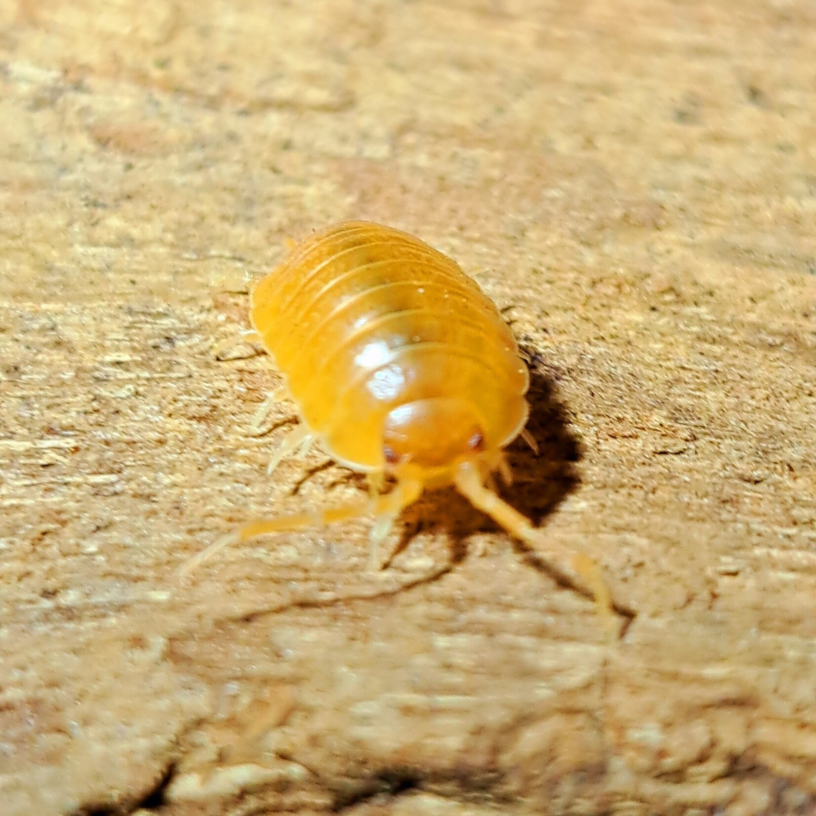 Cloportes Porcellio laevis “Orange”