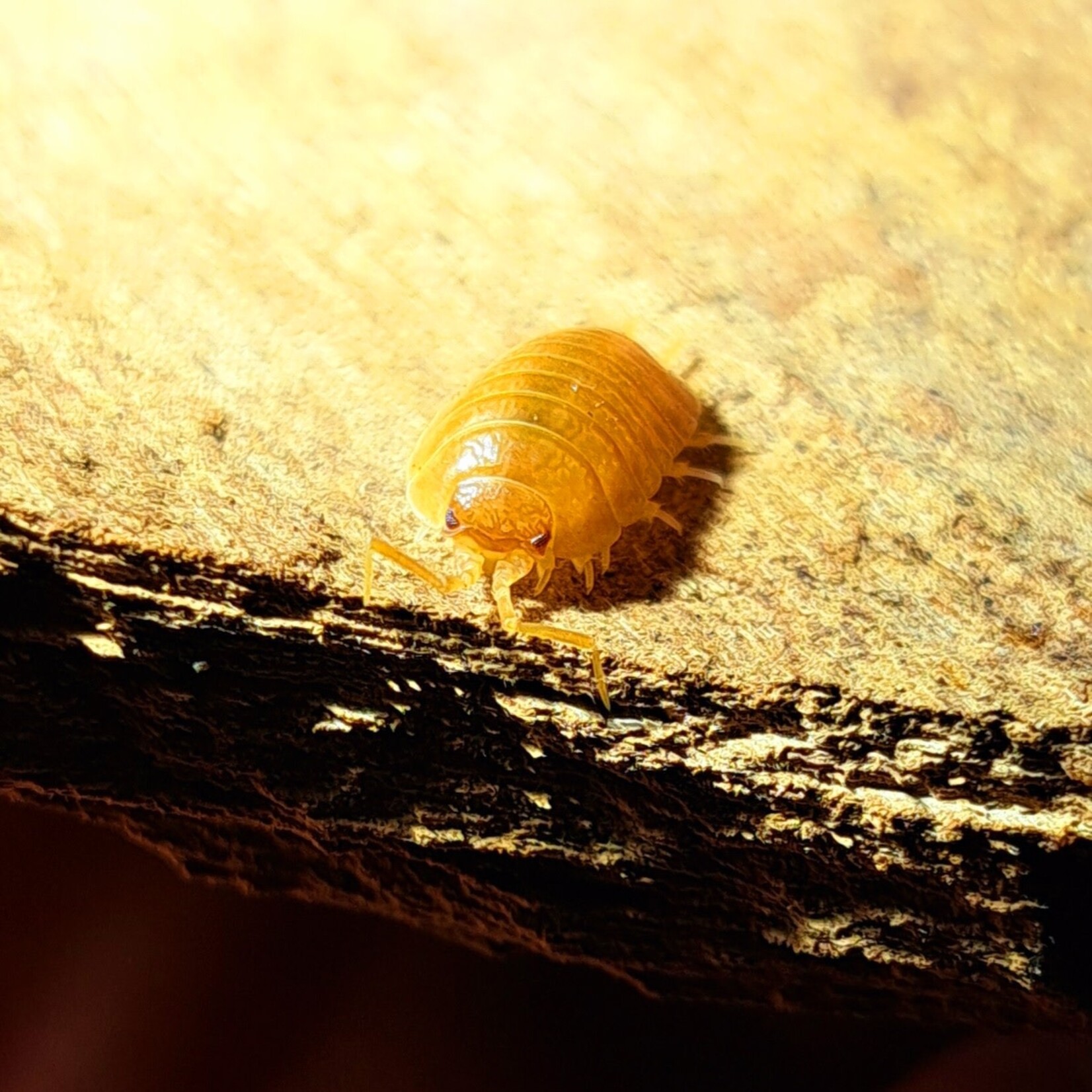 Cloportes Porcellio laevis “Orange”