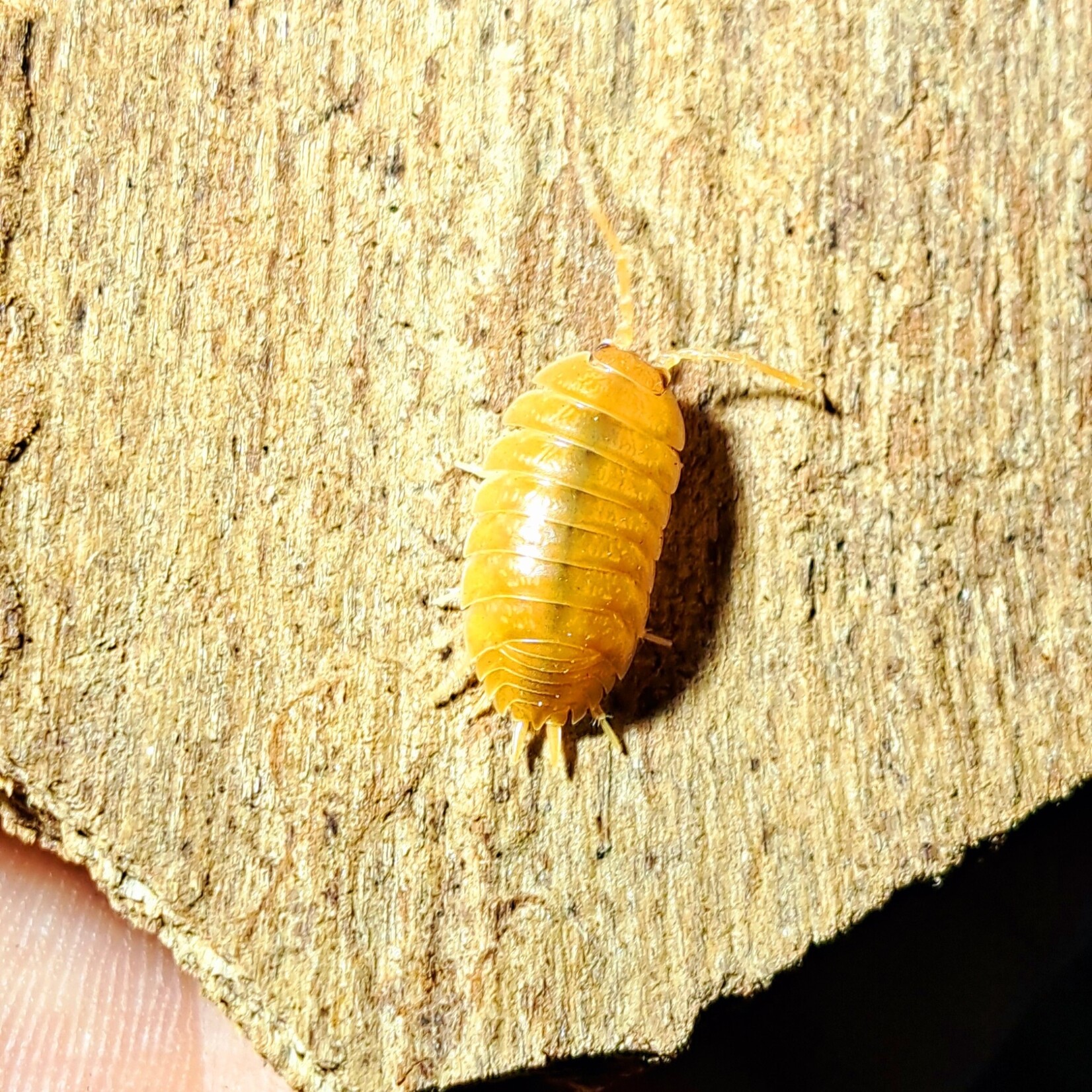 Cloportes Porcellio laevis “Oranje”