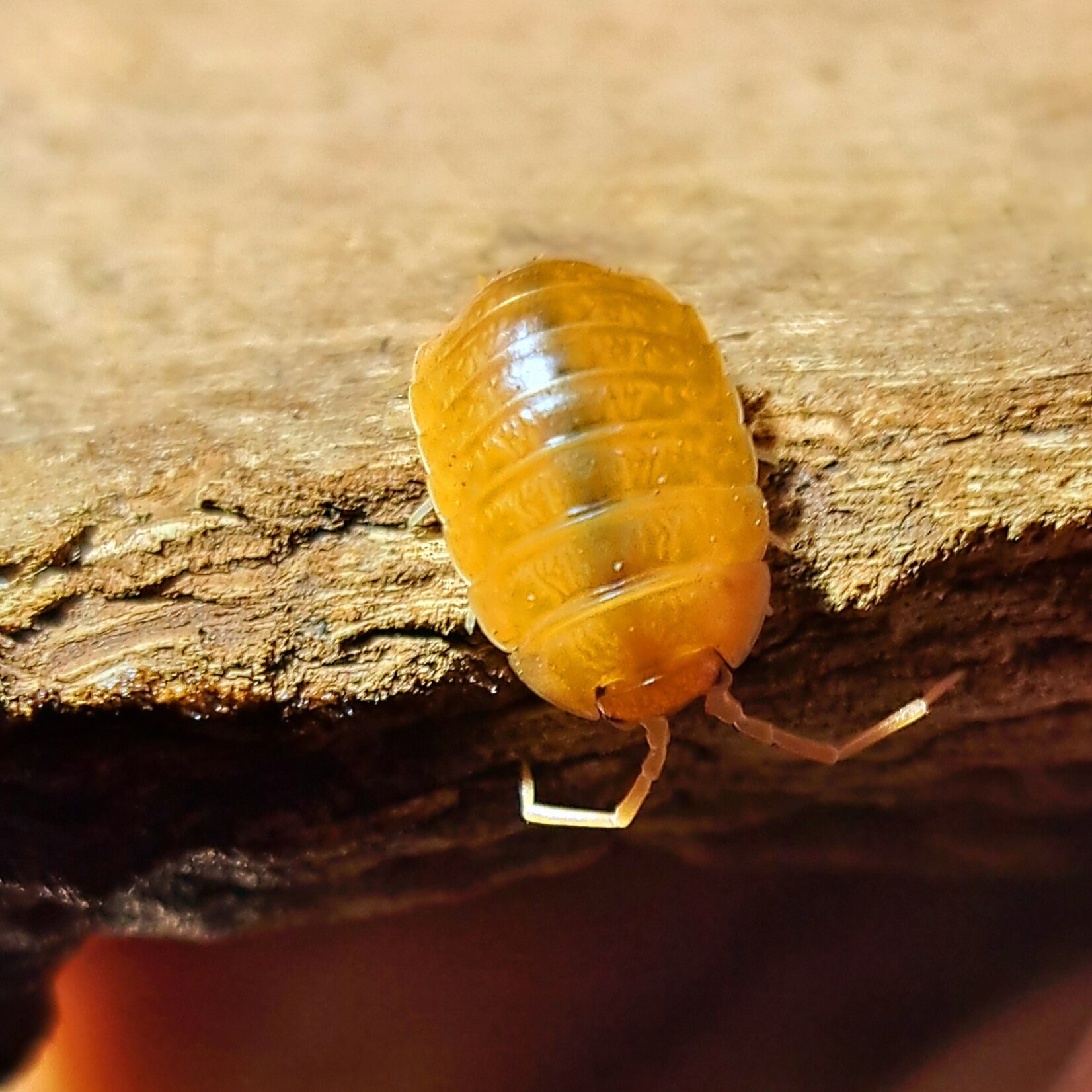 Cloportes Porcellio laevis “Orange”