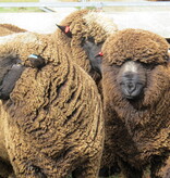 Noro Haunui - nr. 08 - Fiordland