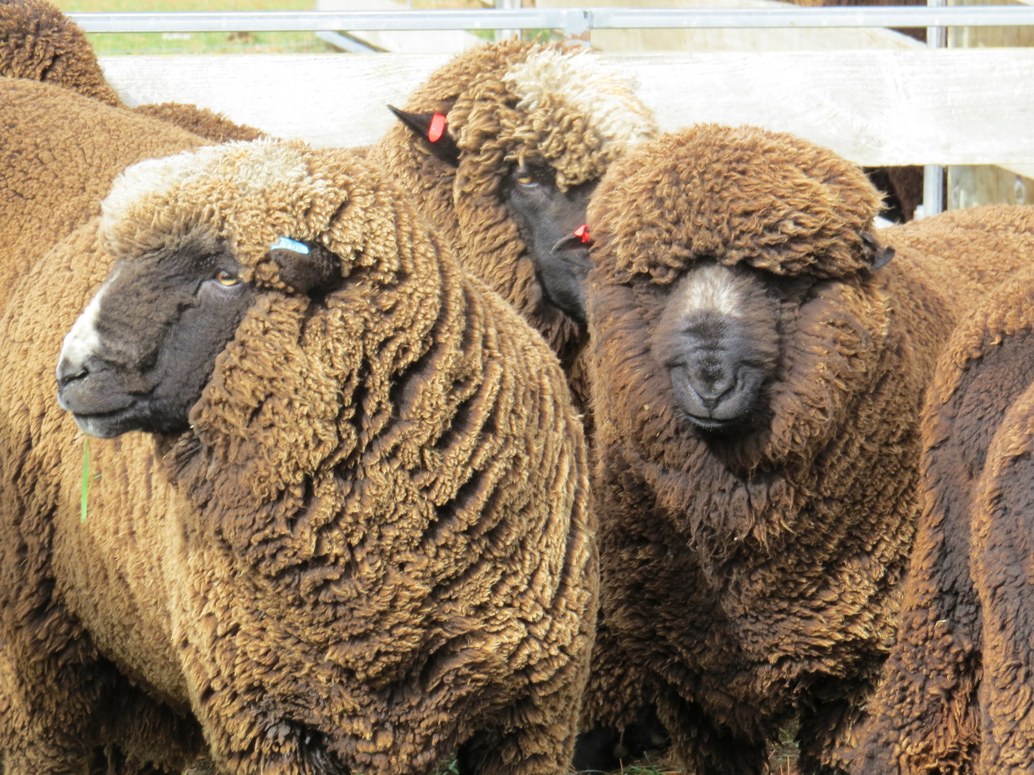 Noro Haunui - nr. 09 - Milford