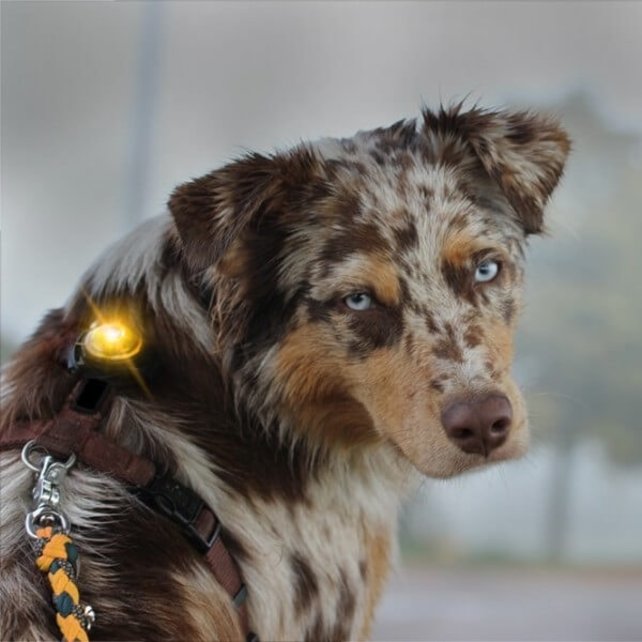 Dog Dual Light Yellow (Geel)