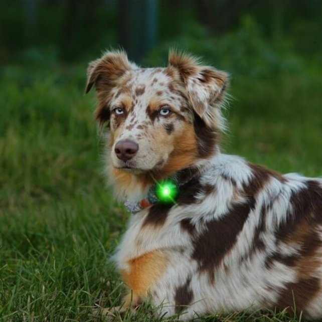Dog Dual Light Green (Groen)