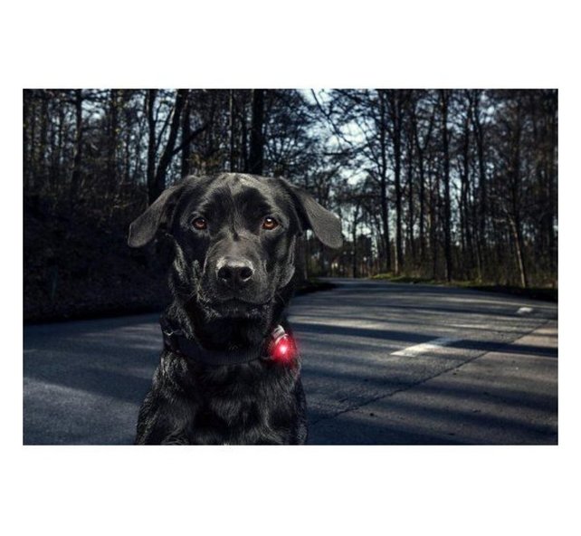 Dog Dual Light Pink (Roze)