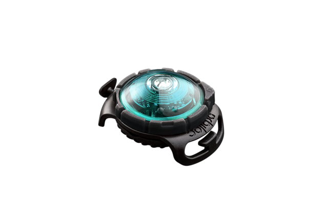 Dog Dual Light Turquoise Dog Dual Light Turquoise