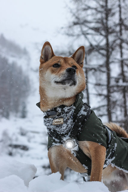 Dog Dual Light White (Wit)