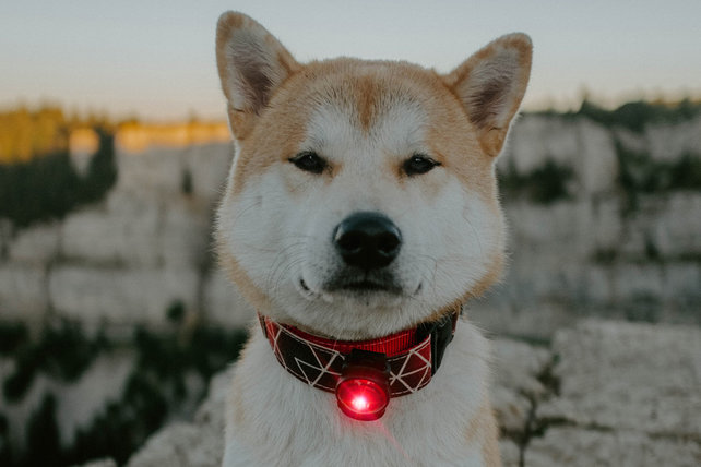 Dog Dual Light Red (Rood)