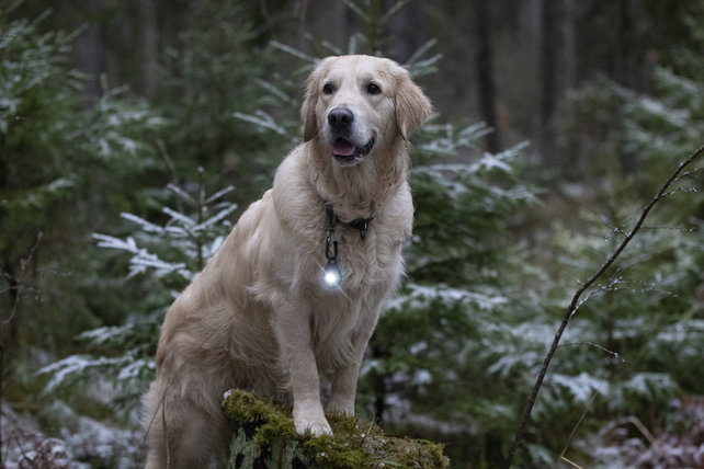 Dog Dual Light Dark (Zwart)