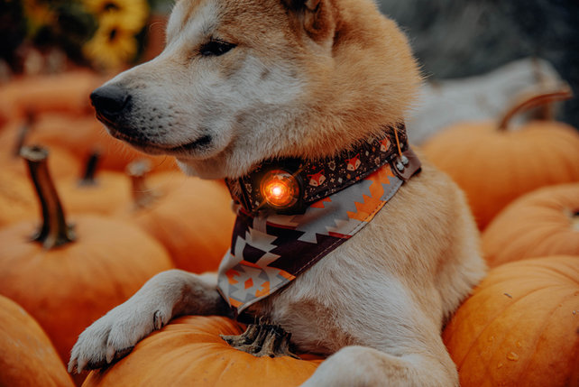 Dog Dual Light Amber (Oranje)