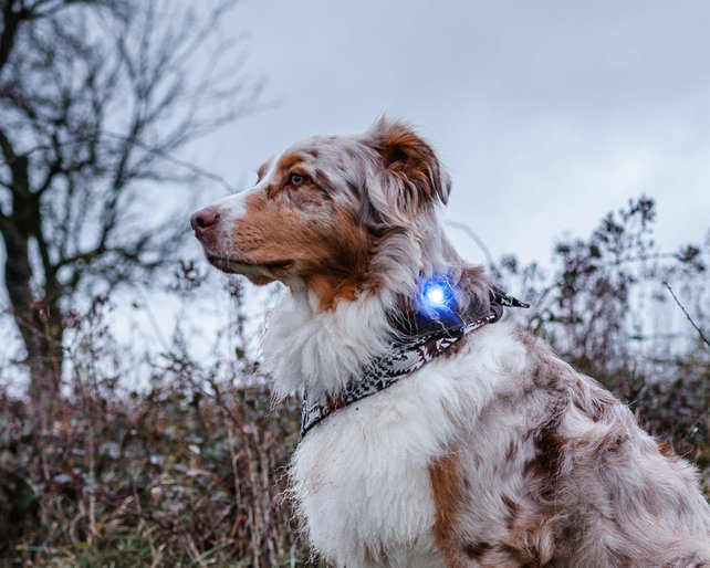 Dog Dual Light Blue (Blauw)