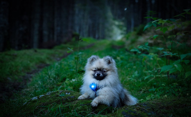 Dog Dual Light Blue (Blauw)