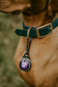Dog Dual Light Purple (Paars)