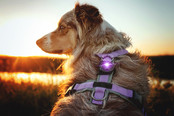 Dog Dual Light Purple (Paars)