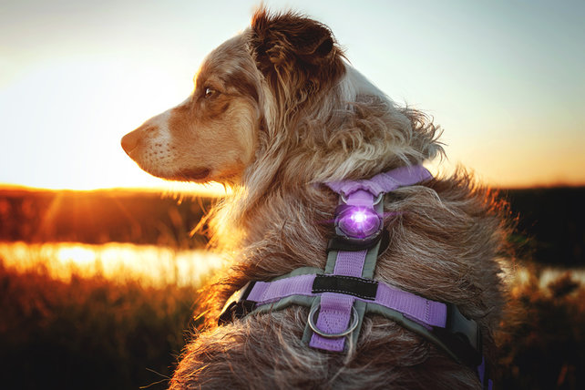 Dog Dual Light Purple (Paars)