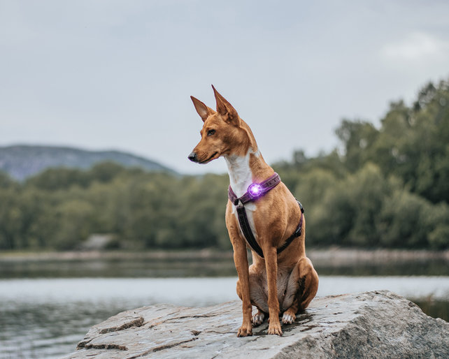 Dog Dual Light Purple (Paars)