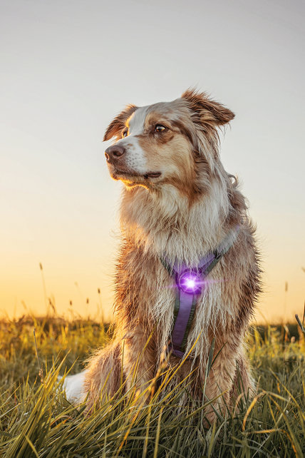 Dog Dual Light Purple (Paars)