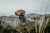 Dog Dual Light Turquoise Dog Dual Light Turquoise