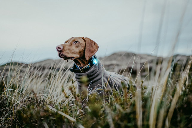 Dog Dual Light Turquoise Dog Dual Light Turquoise