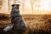 Dog Dual Light Turquoise Dog Dual Light Turquoise