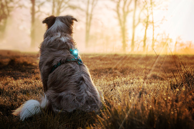 Dog Dual Light Turquoise Dog Dual Light Turquoise