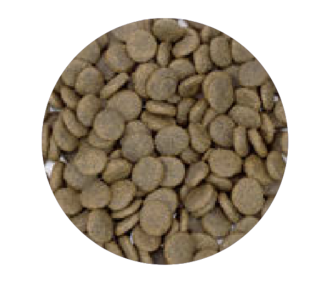 Graanvrij Volwassen Hond Zalm 12 kg