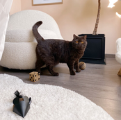 District 70 - GIFT SET - 3 toys: DICE, GLORY, MOUSE