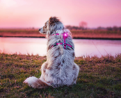 Dog Dual Light Gold (Goud)