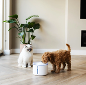 FLOW 2.2 L - Draadloze drinkfontein - Wit