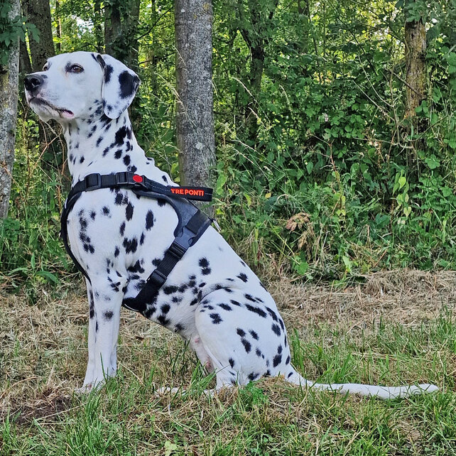 Harmonia Y-Tuig Antraciet/Zwart/Rood XL