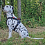 Tre Ponti Harmonia Y-Tuig Antraciet/Zwart/Rood XXL