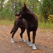 Hondenschoenen Maat 5