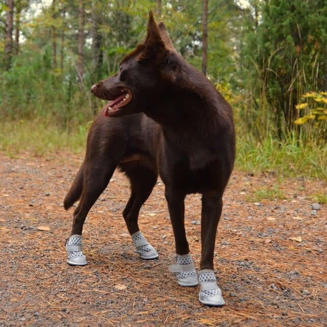 Hondenschoenen Maat 7