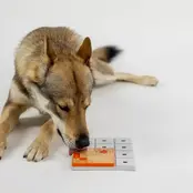 Terra  (level 0) Terra  (level 0)