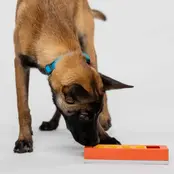 Zhu  (level 1) Zhu  (level 1)