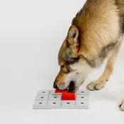 Peach  (level 1) Peach  (level 1)