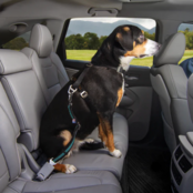 Direct to Seatbelt Swivel Tether - Blauw